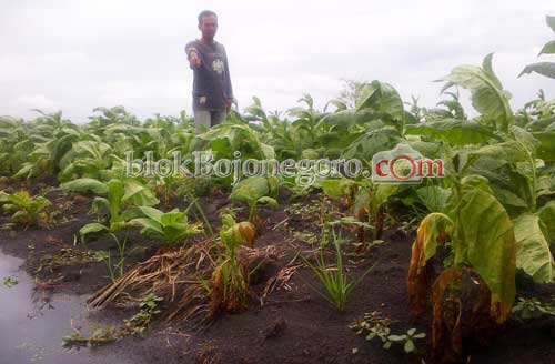 3 Perusahaan Tetapkan Harga Pembelian Tembakau ke Petani